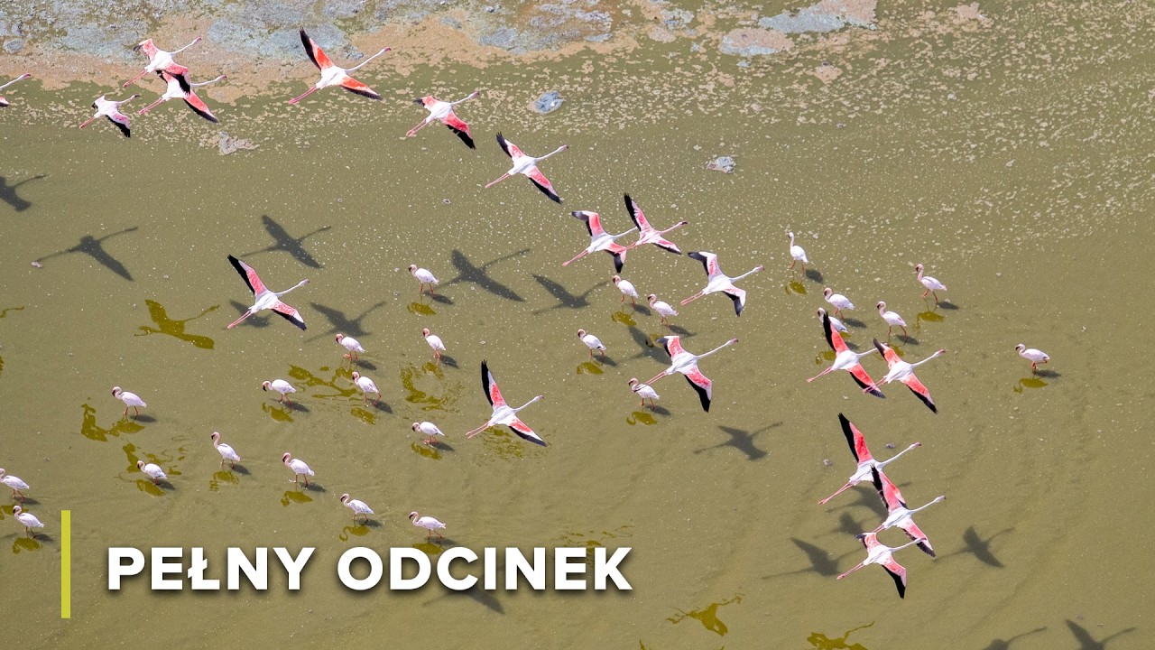 Sekretny raj współczesnych lwów, hien i słoni | Koczownicy Serengeti 103