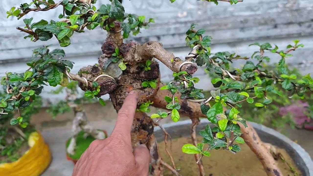 Chiều ngày 15/3 gl cùng ae một số cây sống khỏe bao síp tận nhà sđt Zalo 0878398960