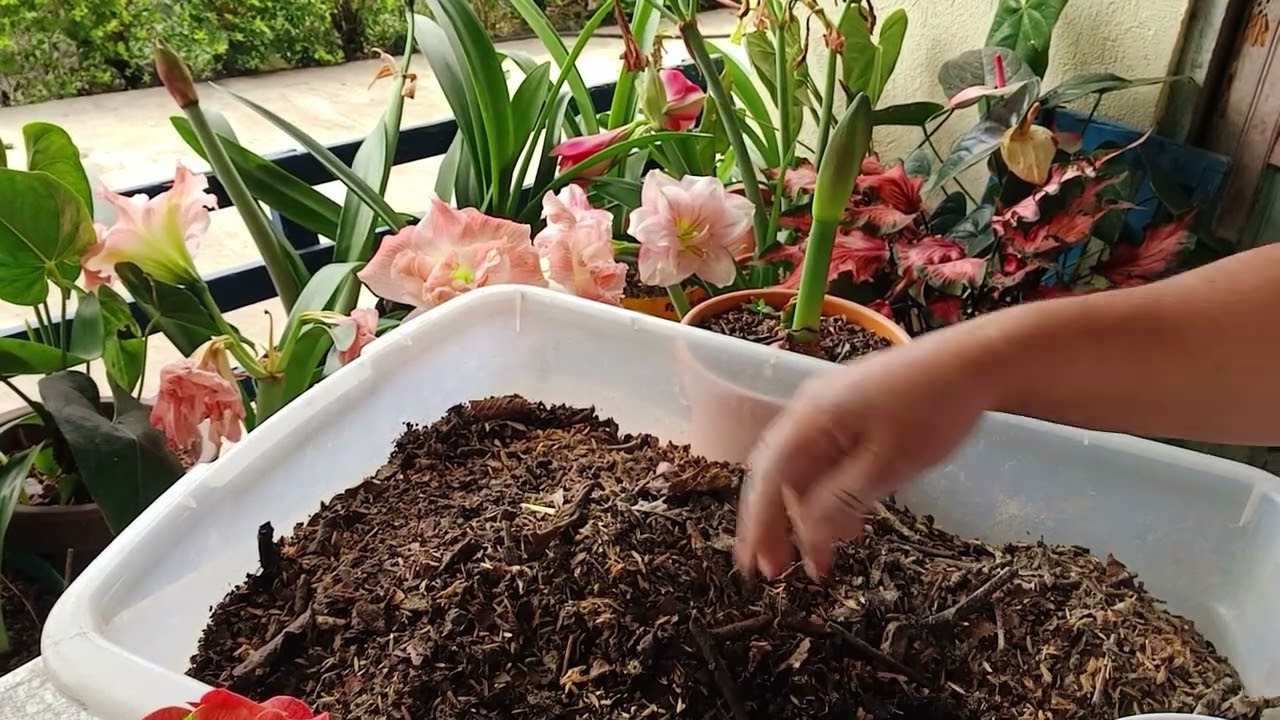 💚 Preparación de sustrato para mis coronas de cristo 🌸🌼🌺🦋