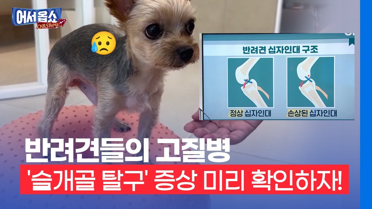 [어서옵쇼]반려견들의 고질병 '슬개골 탈구' 증상 미리 확인하자!
