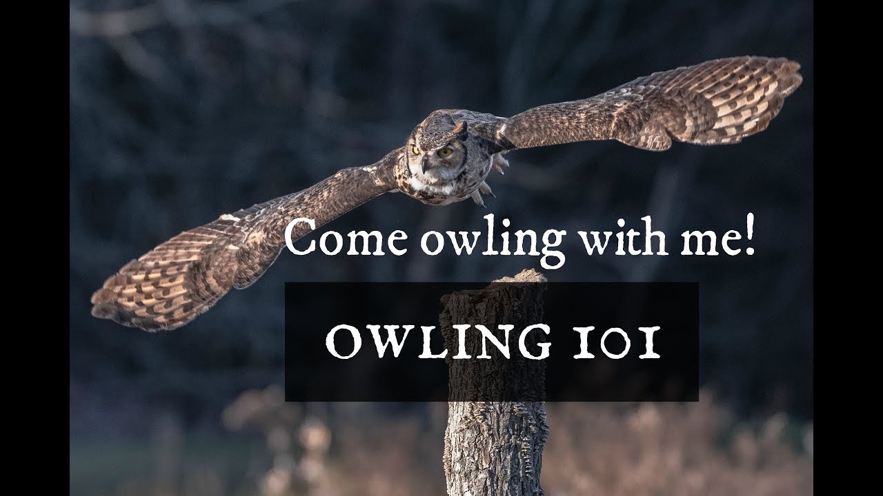 Come owling with me!
