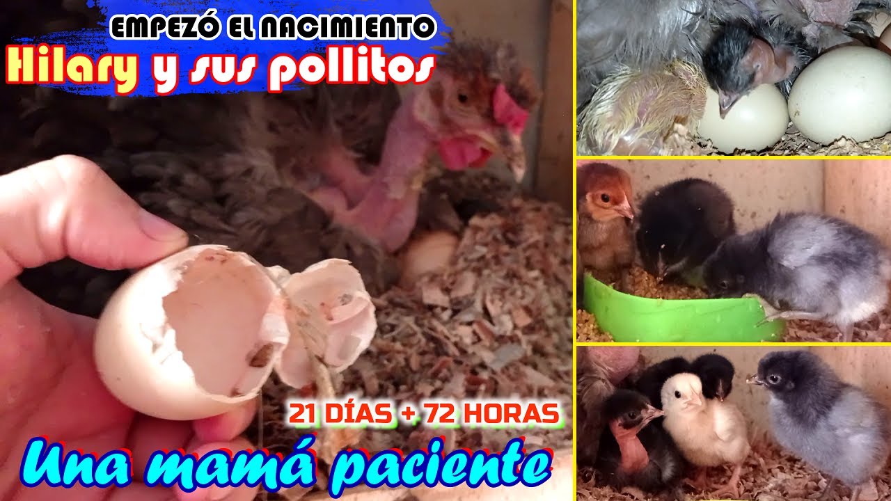 ▶ Hillary espera, no se baja rápido y siguen naciendo sus pollitos | Tips sobre comida y agua 🍼🐥