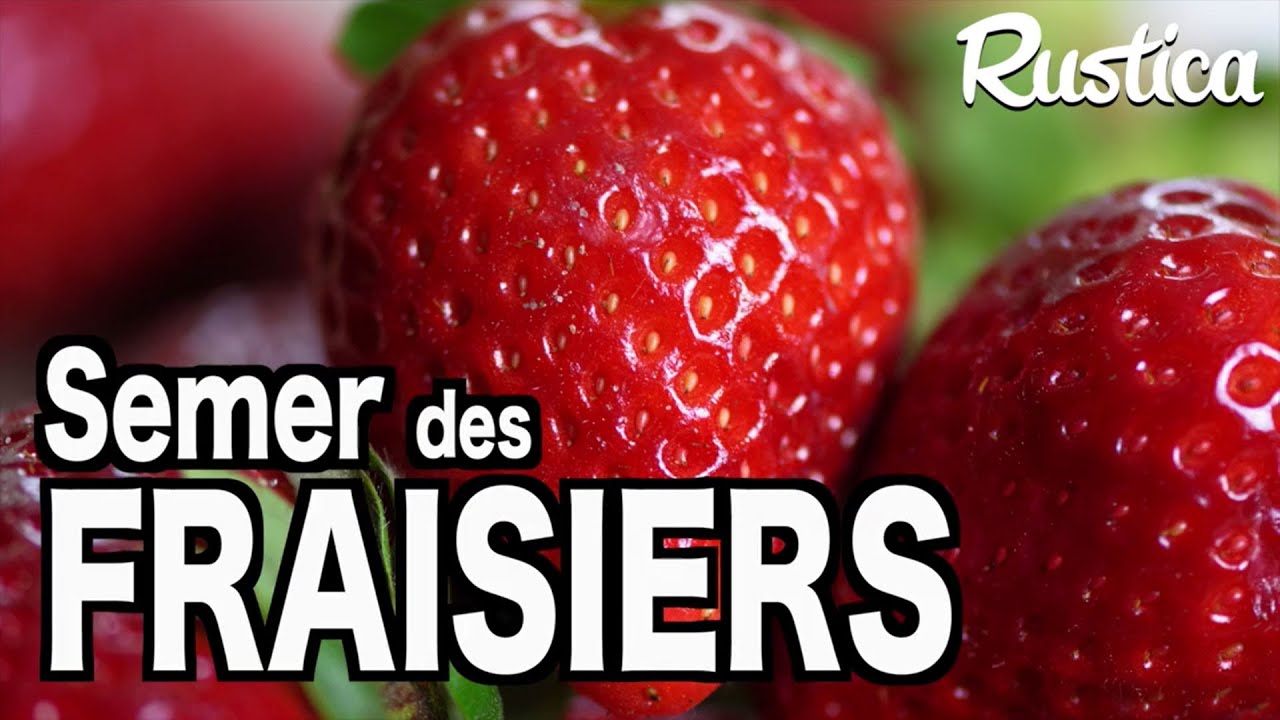 Semer des fraisiers