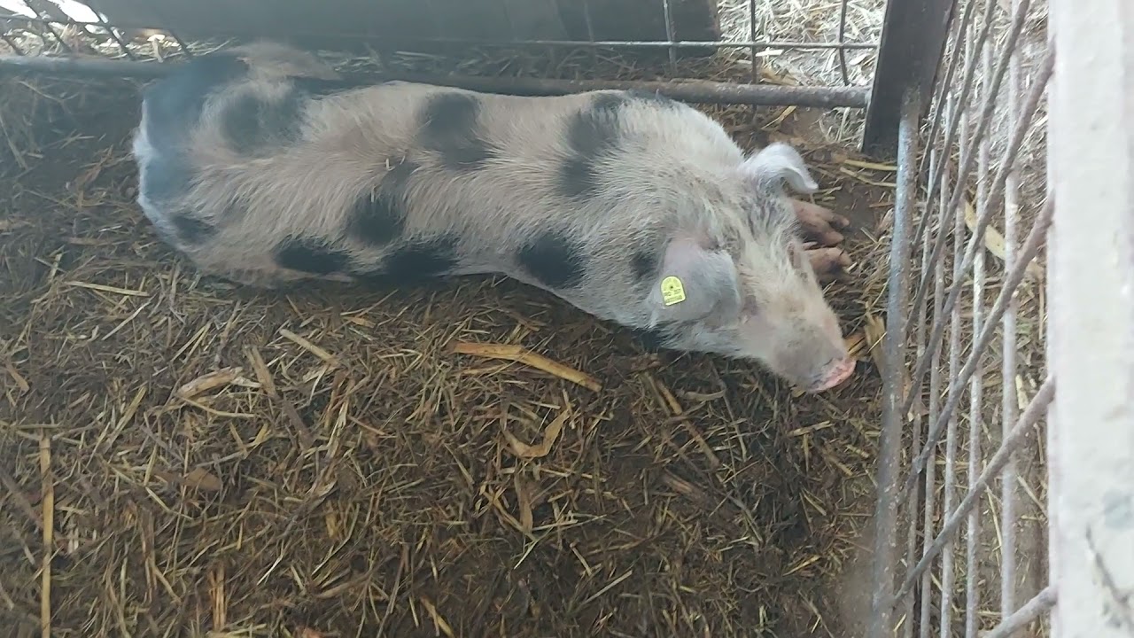 Efectivul de porci din 2021