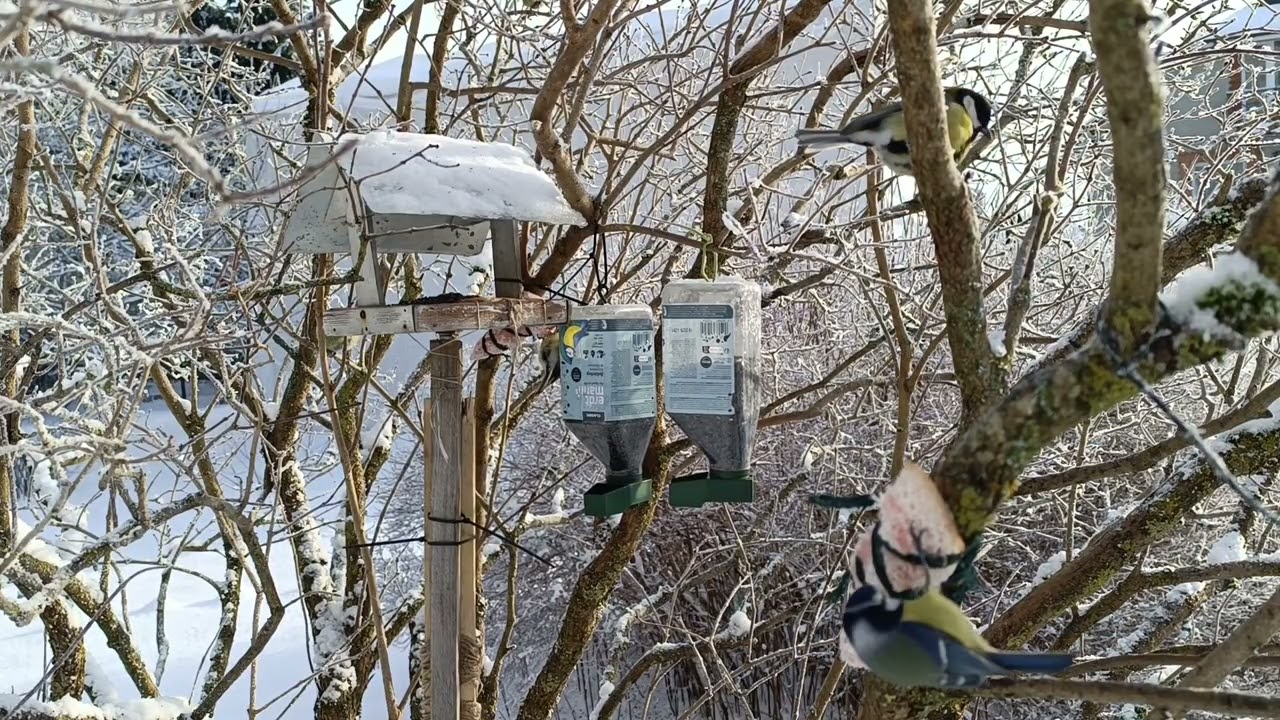 Birds in nature