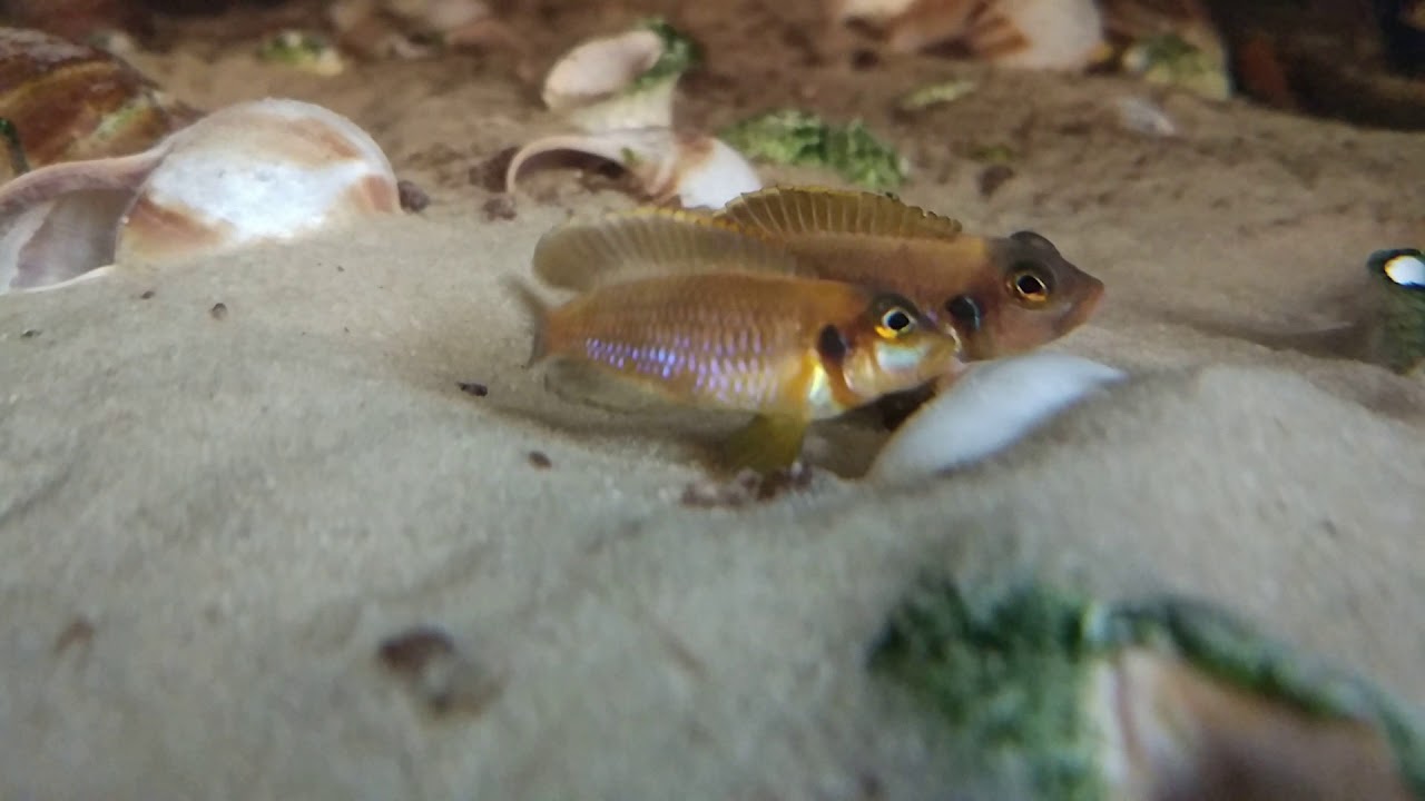 Бои без правил (битва за ракушку) lamprologus ocellatus