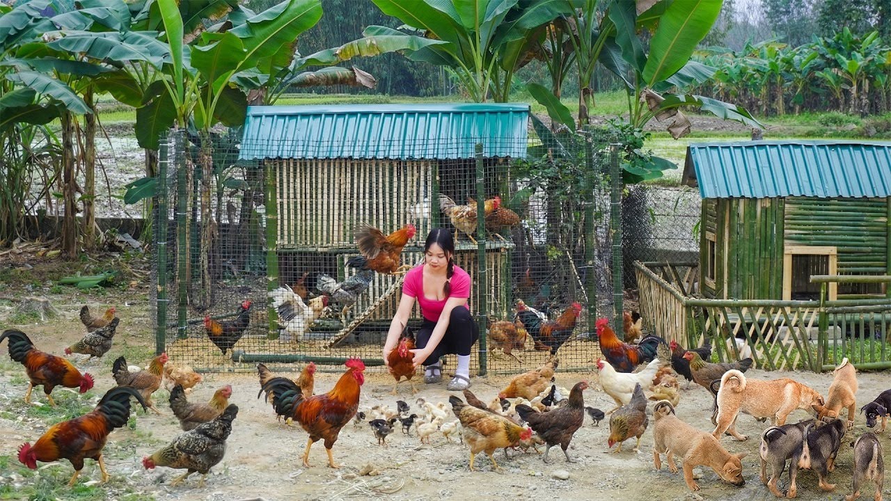 用竹子打造夢幻雞舍！兩層空間，輕松飼養更多土雞，帶來田園生活的美好 #农村生活 #乡村建造 #农家美食 #农场日常 #乡村致富