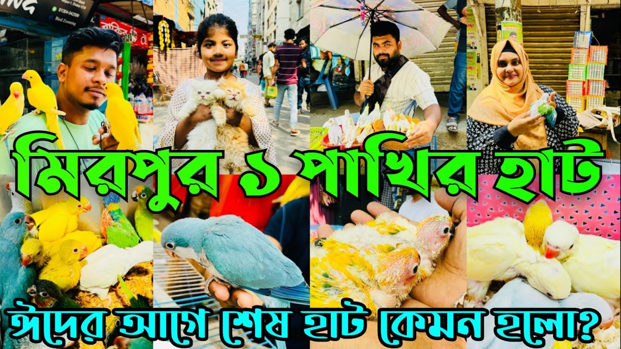 ঈদের আগে শেষ হাট কেমন হলো | Mirpur 1 Pakhir Hat | মিরপুর ১ পাখির হাট #viralvideo @MurshedPets