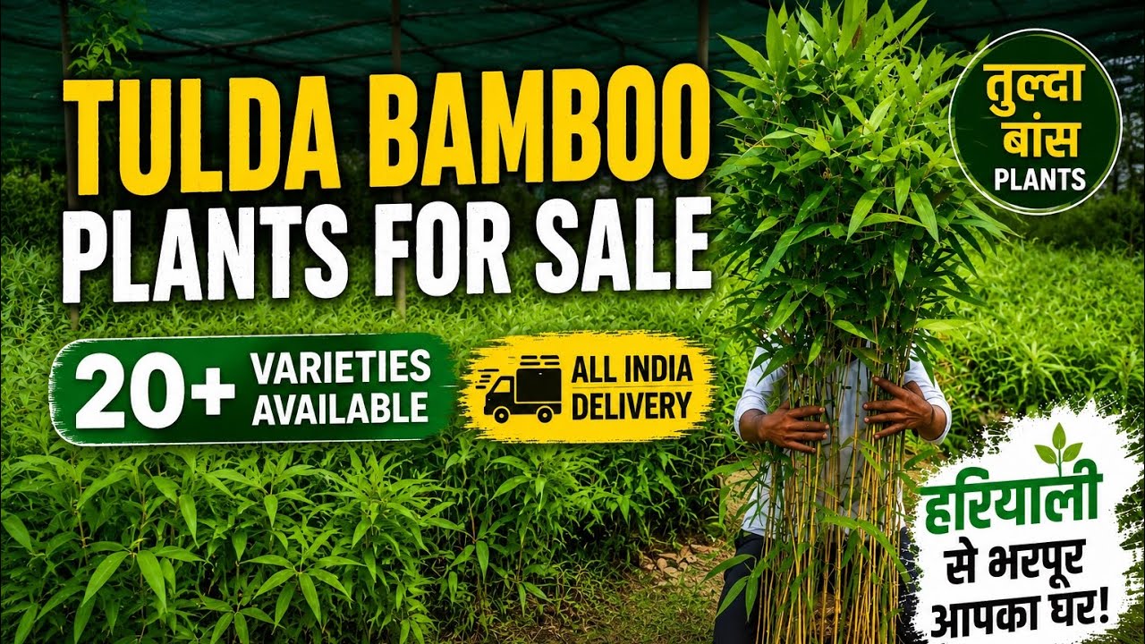 20+ Bamboo Plant Varieties Available | Tulda Bamboo Plants | All India Delivery Bamboo Farming India