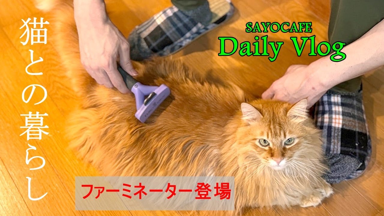 vol.129  【60代】猫飼いさんにオススメの最強アイテム、ファーミネーターの登場。猫さんのアンダーコートをしっかり除去 #60代 #猫のいる暮らし  #別荘 #山の暮らし #ファーミネーター