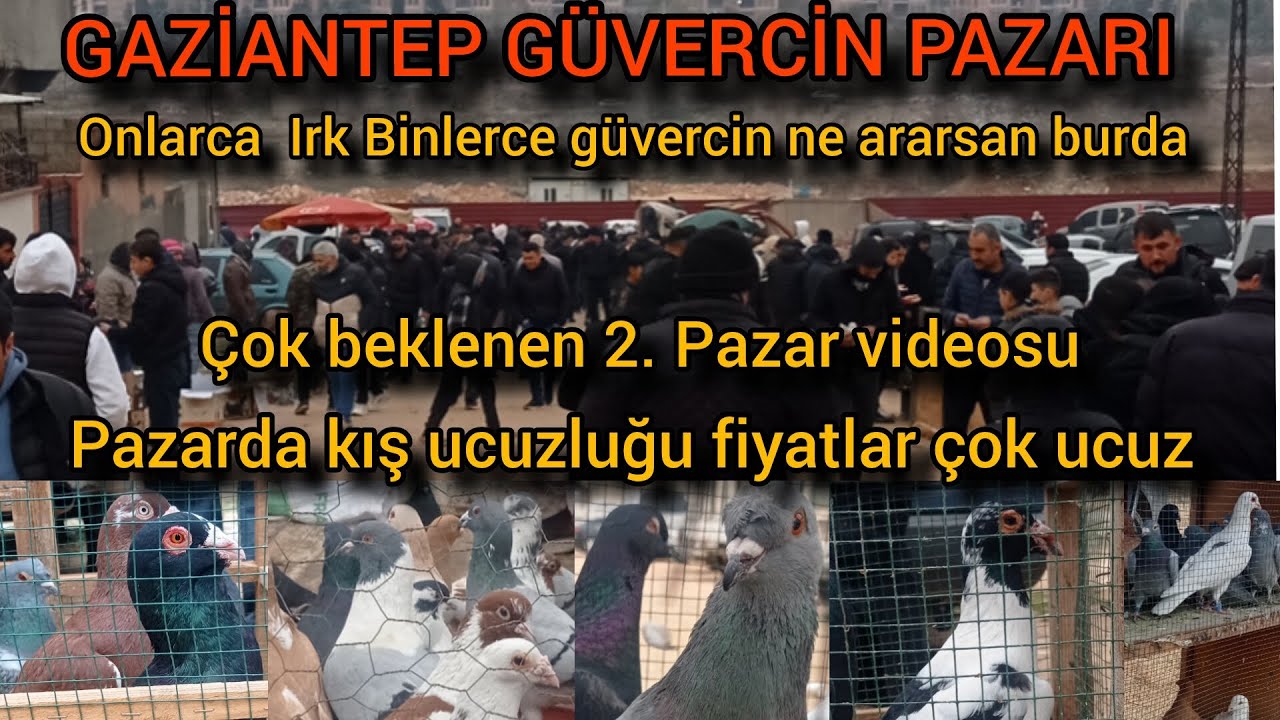 Gaziantep güvercin pazarı 29 aralık 2024 #güvercin #pazar #gaziantep #pigeon #birds #keşfet #kabutar