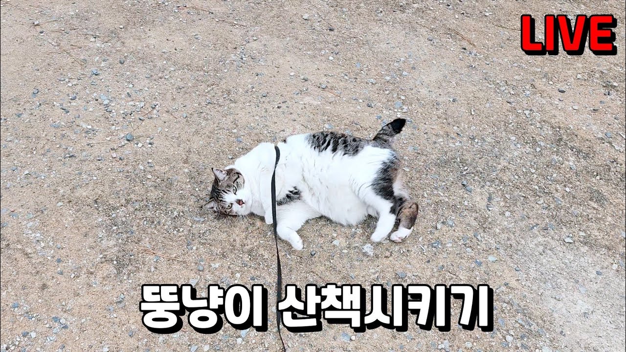 뚱냥이 산책시키기