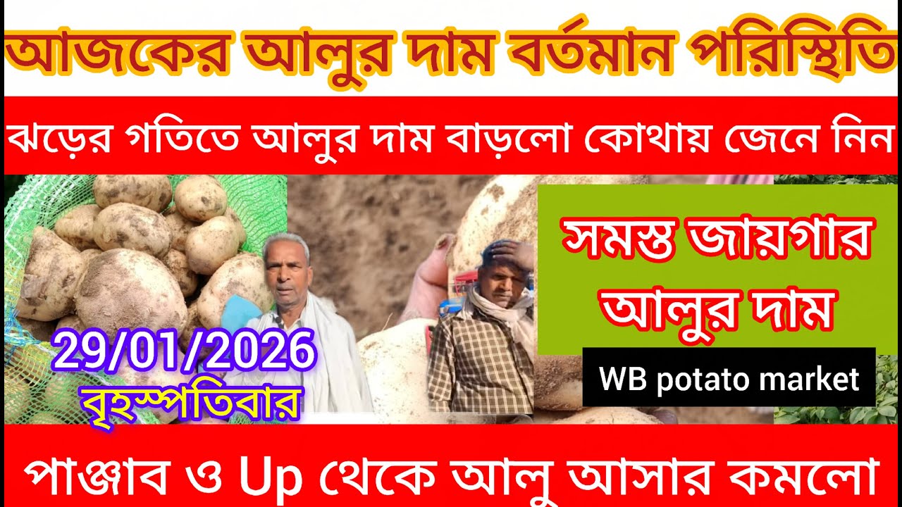 আজকের আলুর দাম🔥পশ্চিমবঙ্গ ও Up এর আলুর দামের পরিস্থিতি/আজ পুরনো আলুর দাম ও চাহিদা কি? India market