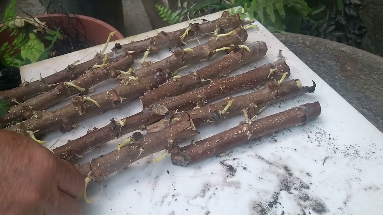 Três formas de Como  germinar o caule da mandioca ou maniva, plantando em vaso.