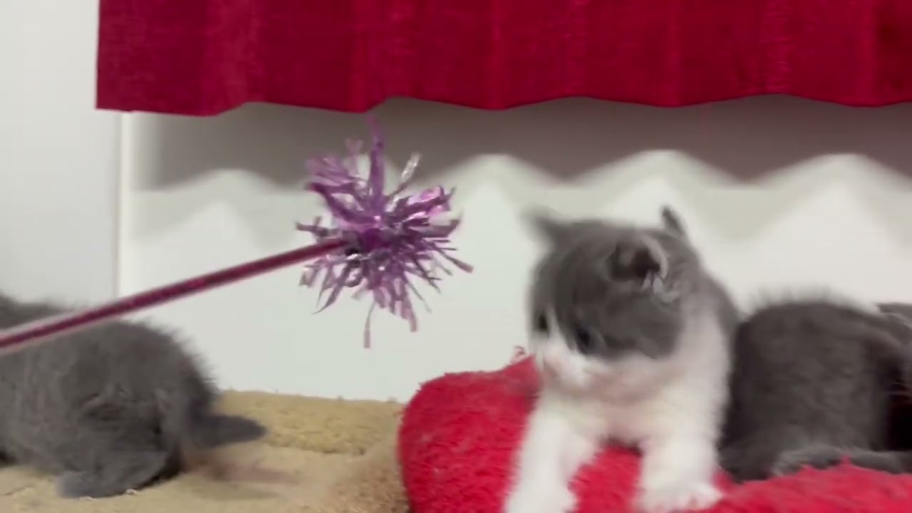 ブリティッシュ　ナナベビー4匹　5