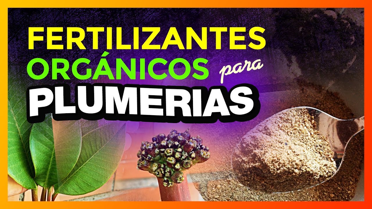 💚 FERTILIZANTES ORGÁNICOS para PLUMERIAS que sí FUNCIONAN y NO CONTAMINAN 💚😃 #plumerias #frangipani