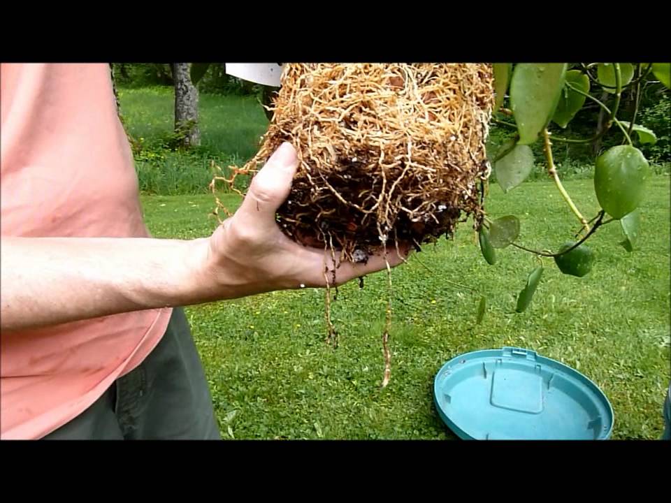 How to Re Pot the Severely Root Bound Hoya