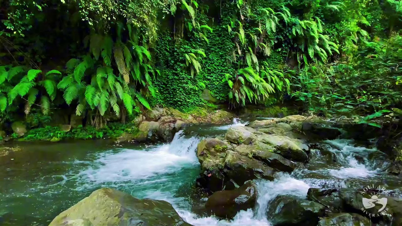 River Sounds for Sleeping. Soothing Forest Stream Ambience for Sleep and Meditation #river 1