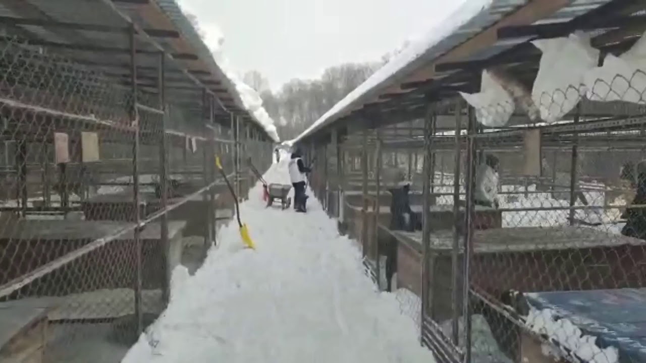 Hundehilfe Russland - Moskauer Tierheim eingeschneit