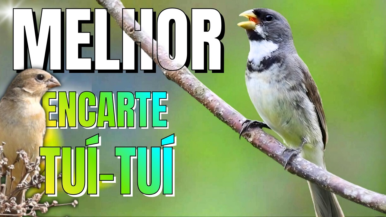 MELHOR CANTO DE COLEIRO TUI TUI DE TODOS OS TEMPOS