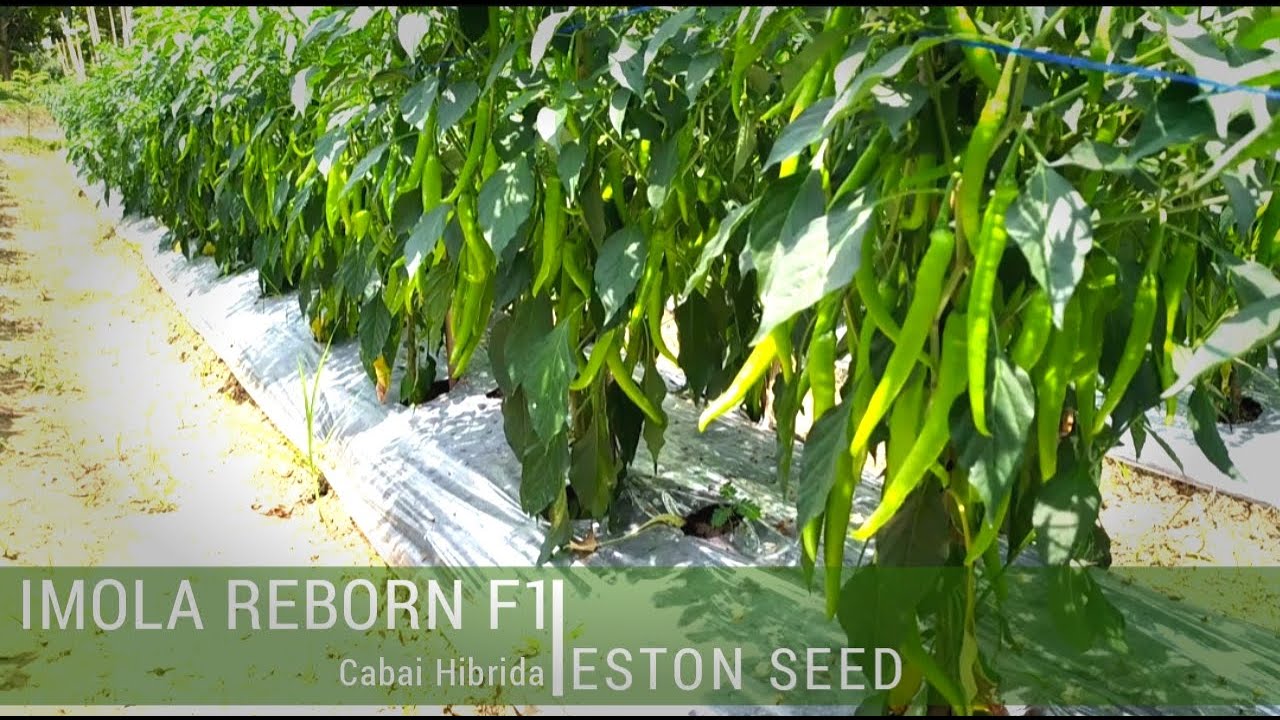 Cabai Buah Lebat ▶ IMOLA REBORN: Buah tetap lebat dan Panjang & masih disukai petani