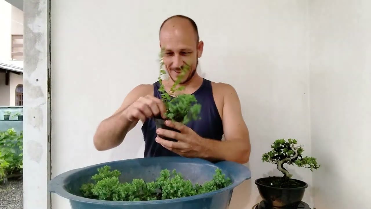 SÉRIE: DA ESTACA AO BONSAI - JUNÍPERO PROCUMBENS - Vídeo 3