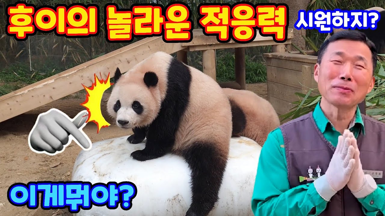 후이 어쩌면 좋아, 후이 붙었어요. 너무 시원해! 에버랜드 판다월드 리모델링