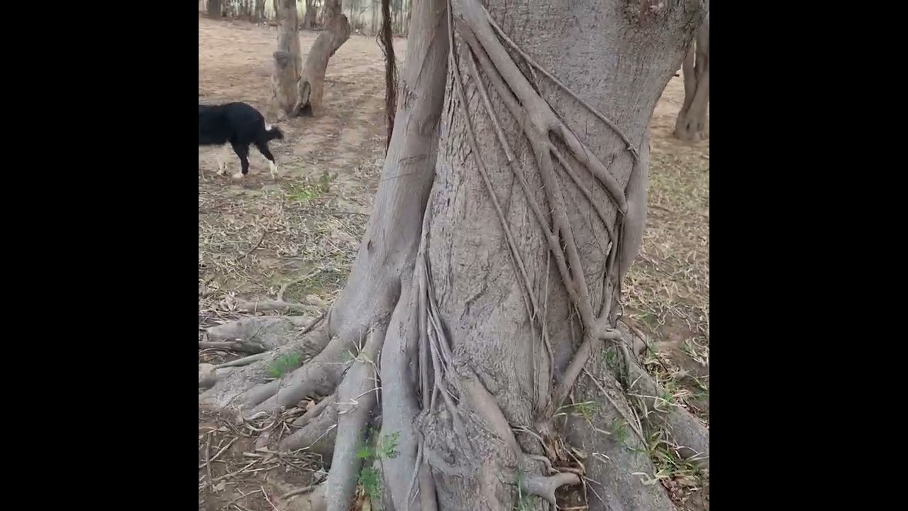 Trying To Kill A Strangler Fig But Save The Host Tree