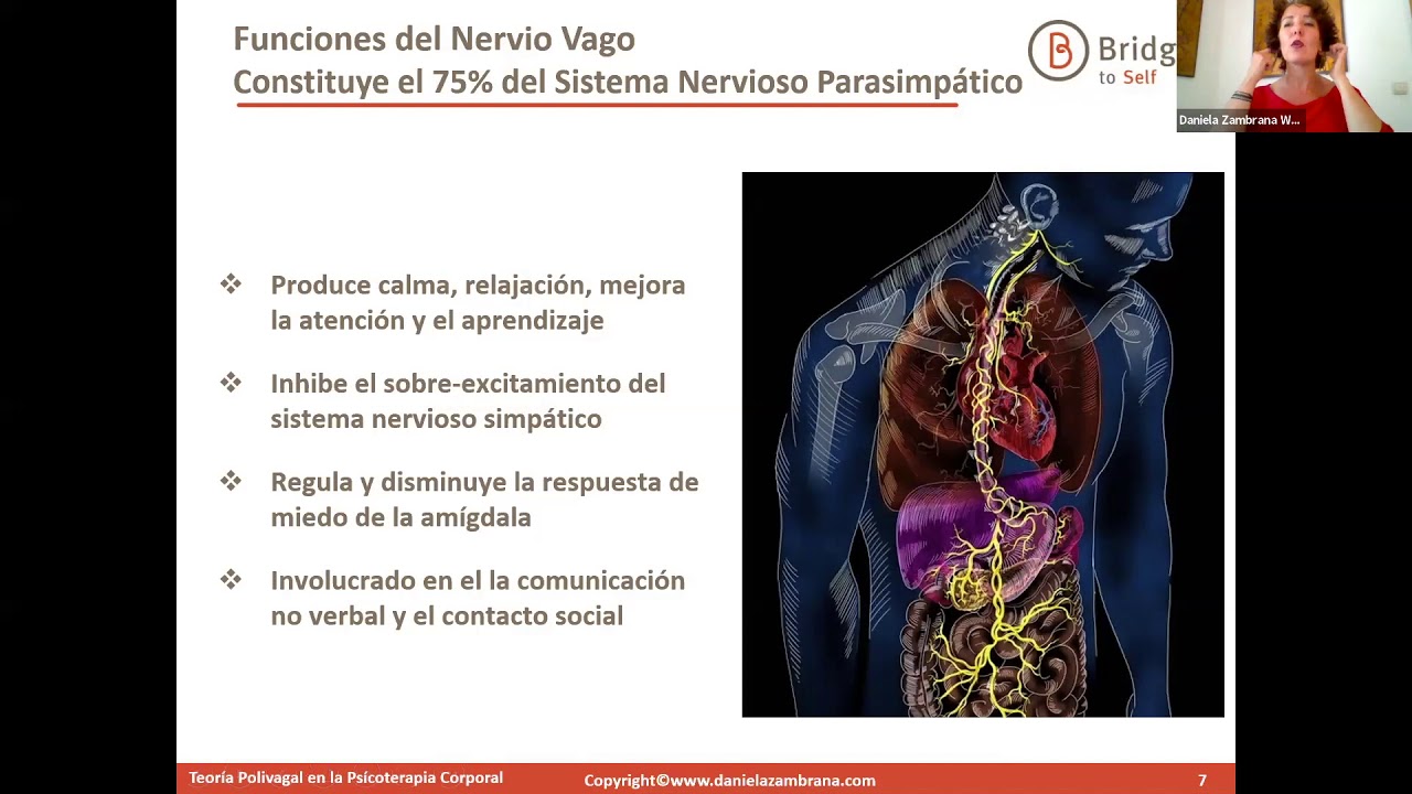 El Nervio Vago, la Teoría Polyvagal y nuestro Bienestar