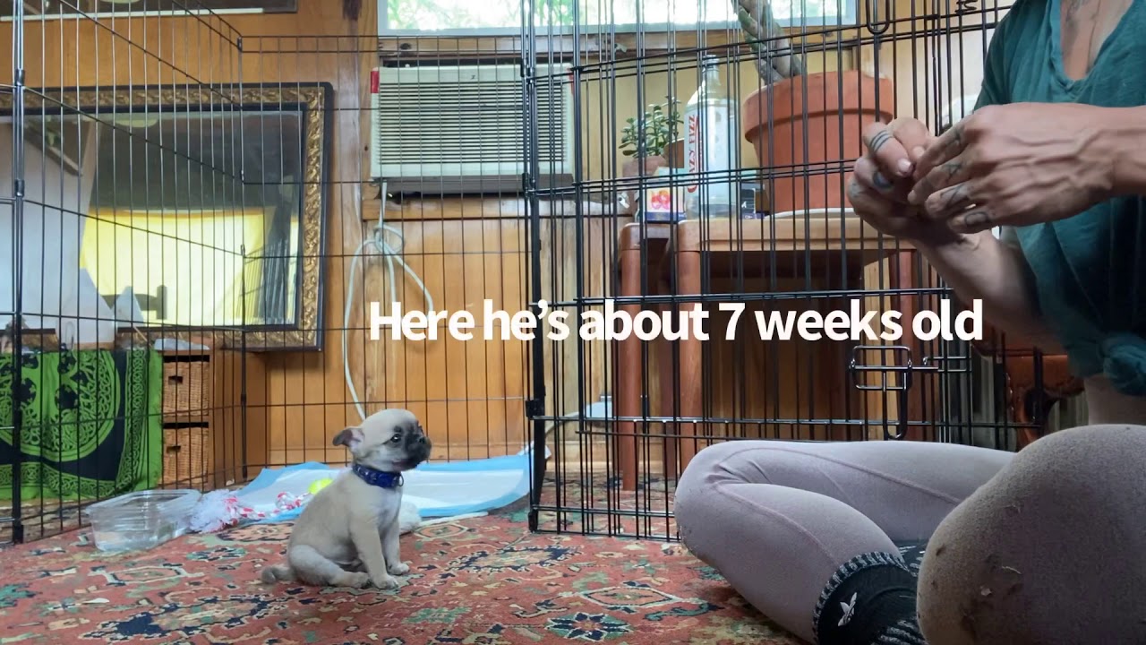 Chug puppy training progress