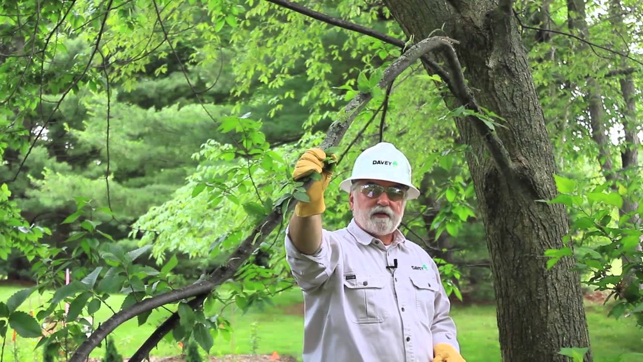 How to Mend a Broken Branch on an Ornamental Tree : Tree Trimming & Care
