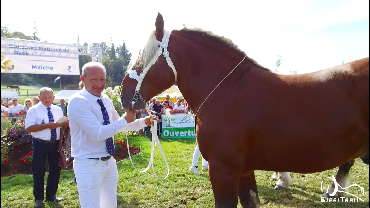 Concours National du Cheval de Trait Comtois 2019, à Maîche (25)