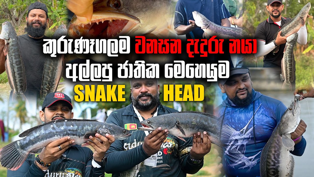 කුරුණෑගලම වනසන දැදුරු නයා අල්ලපු ජාතික මෙහෙයුම | Pet Talk | Giant Snake Head