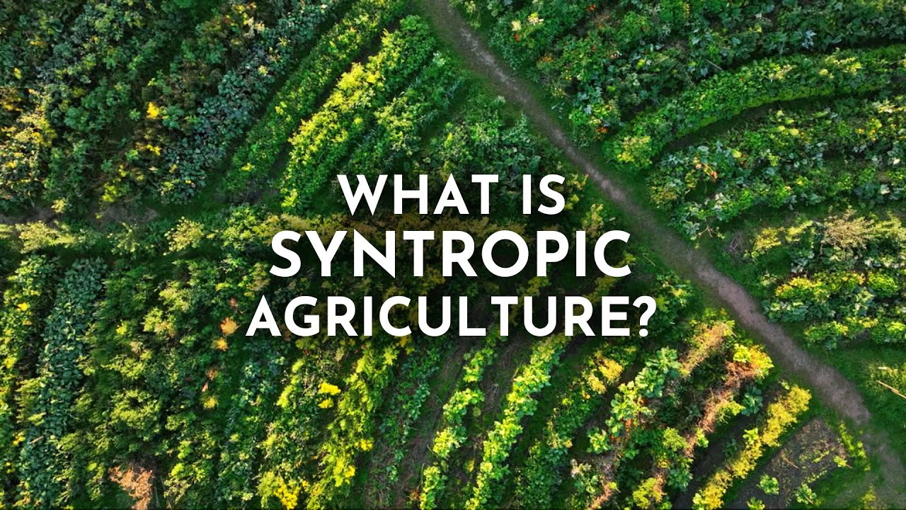 Syntropic Agriculture & How It Can Transform the Future of Farming | Joshua Sparkes