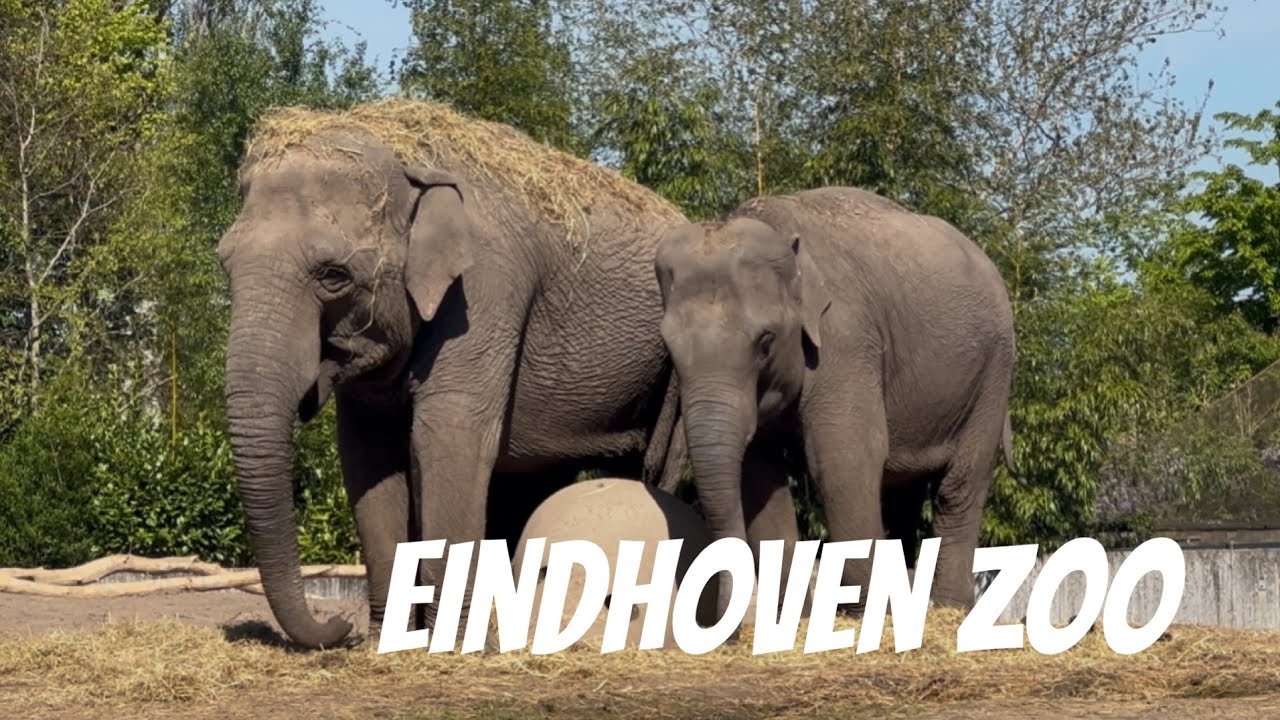 Eindhoven Zoo in Nuenen voorheen Dierenrijk. Het park wordt steeds groter en groter!
