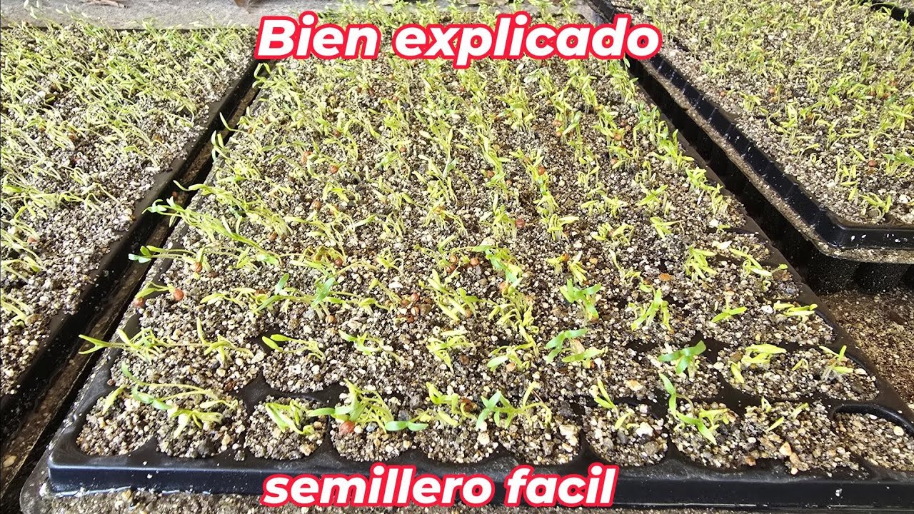 Solo con Arena, Como hacer almacigo de cilantro, de forma fácil usando solo arena de río.