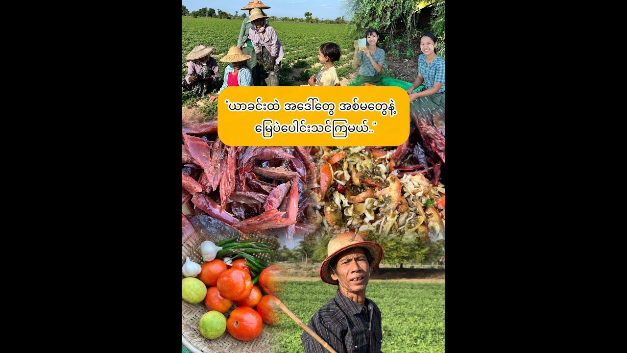 “စိမ်းစိုစို မြေပဲခင်းထဲ ပေါင်းသင်ကြမယ်…”