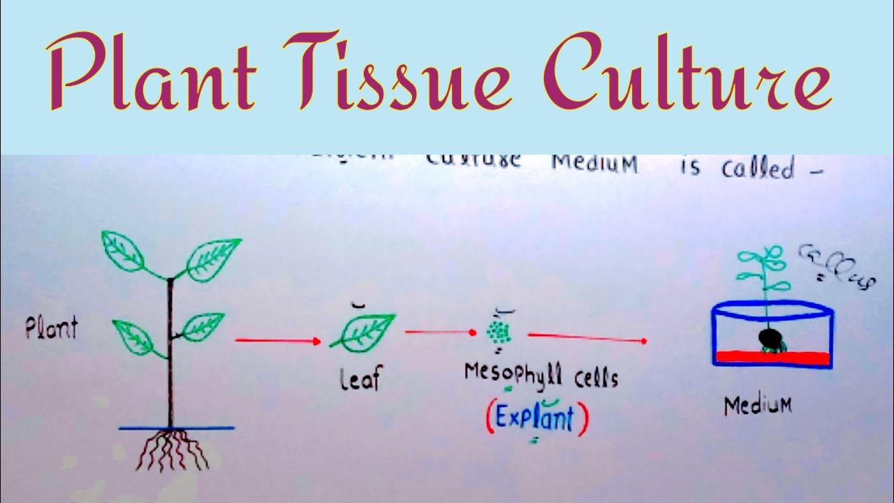 Plant Tissue Culture | In Vitro Cultivation | Lec. 01