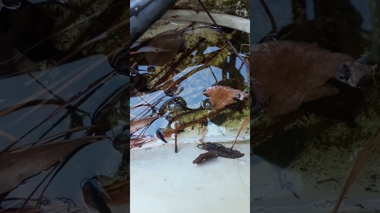 What's Growing in your bilge? 