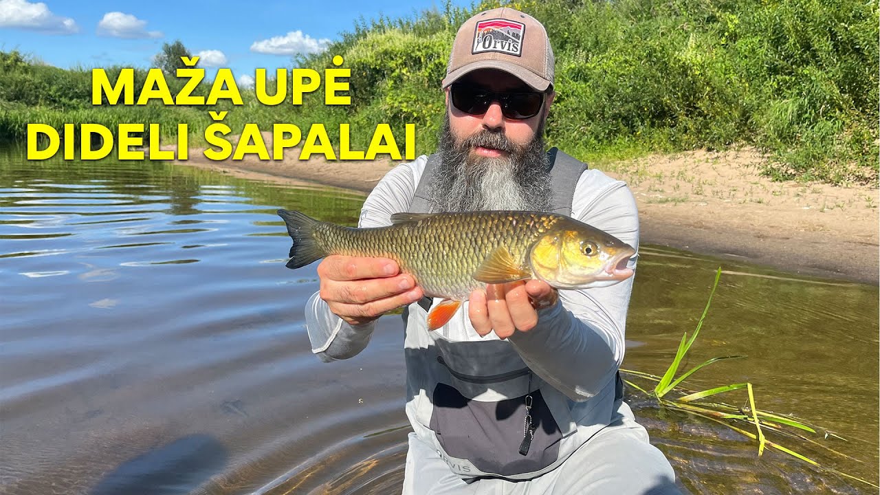 Dideli Šapalai Mažoje Upėje | FlyToTie