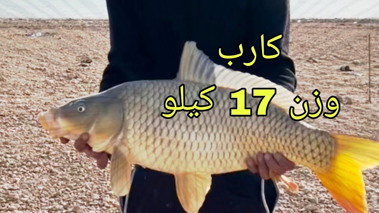 سمك صيد كارب عملاق وزن 17 كيلو في سد الموصل