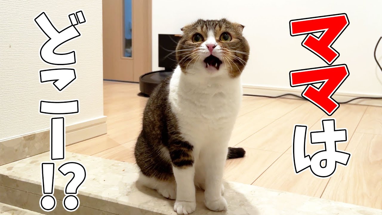 生まれて初めて猫を1日お留守番させたら猫が鳴いて家中を探し回ってました…涙