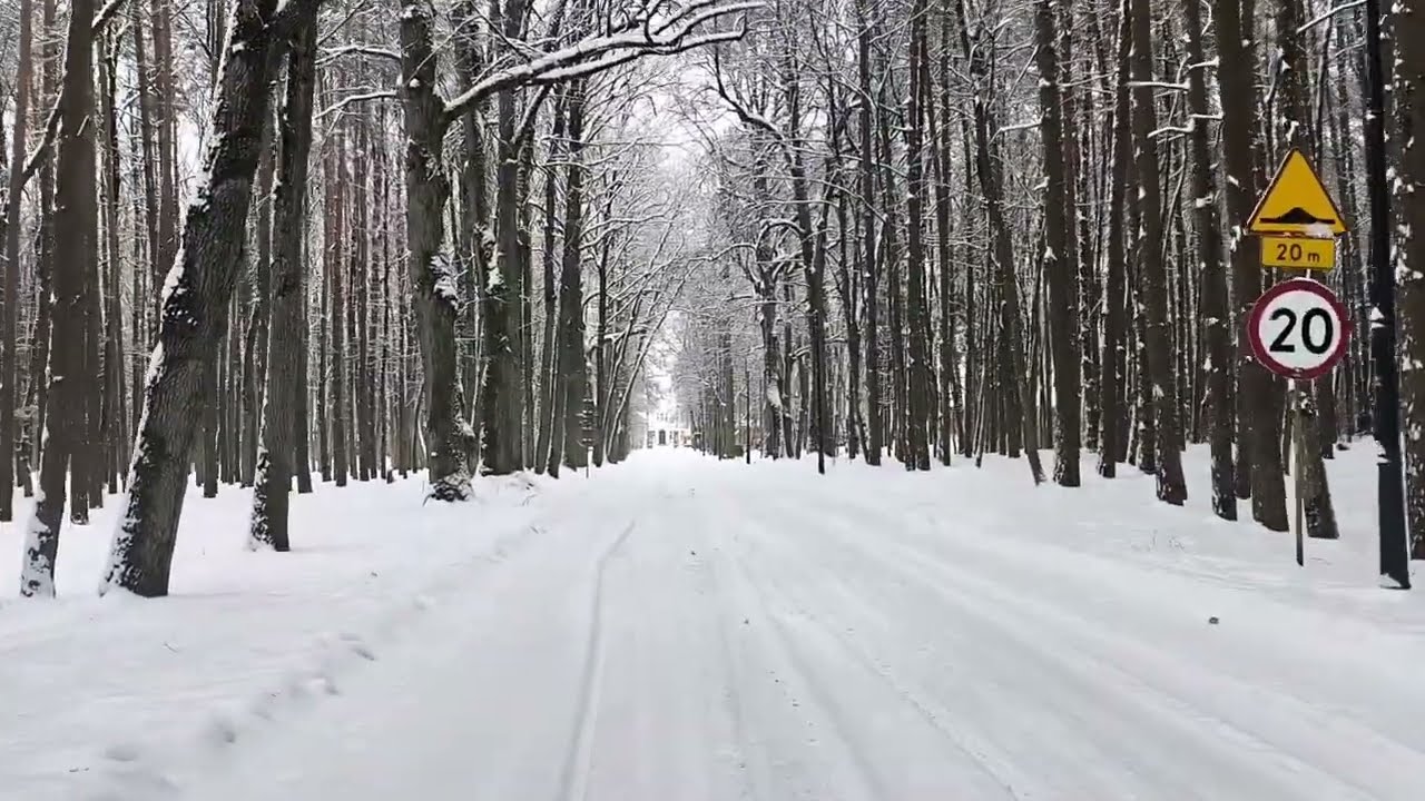 @ Spacer aleją leśną 🌲 cisza i natura | Zero Projekt .