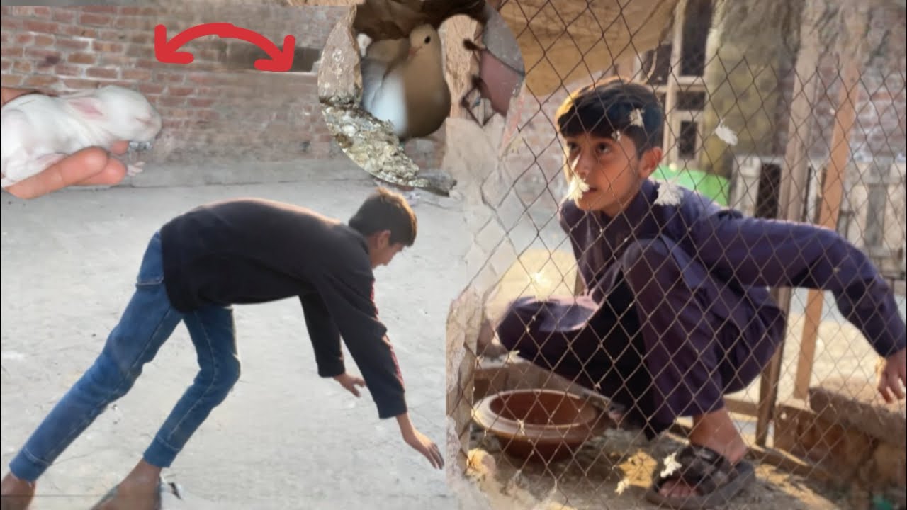Kabooteron ka cage main ⁉️/MSH rabbits baby😱#foryou #pigeon #village #funny #desi #vlog #cute #dog