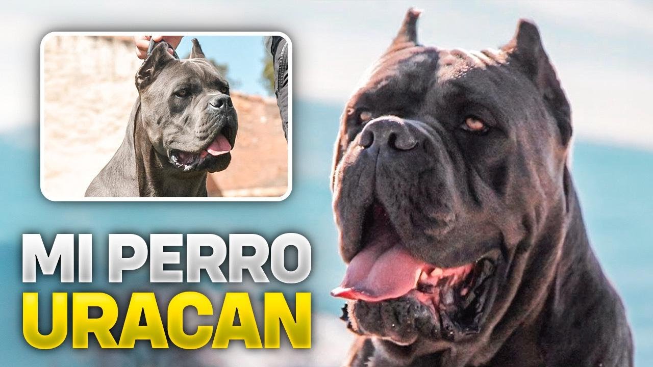 OS PRESENTO MI PERRO URACAN