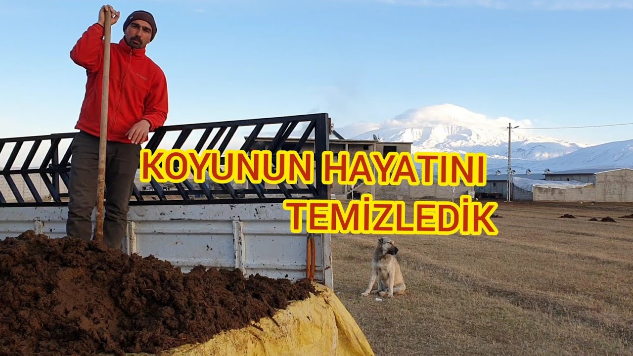 BU DA KOYUNCULUĞUN ZOR YANLARI  HER TARAF VICIK OLMUŞ