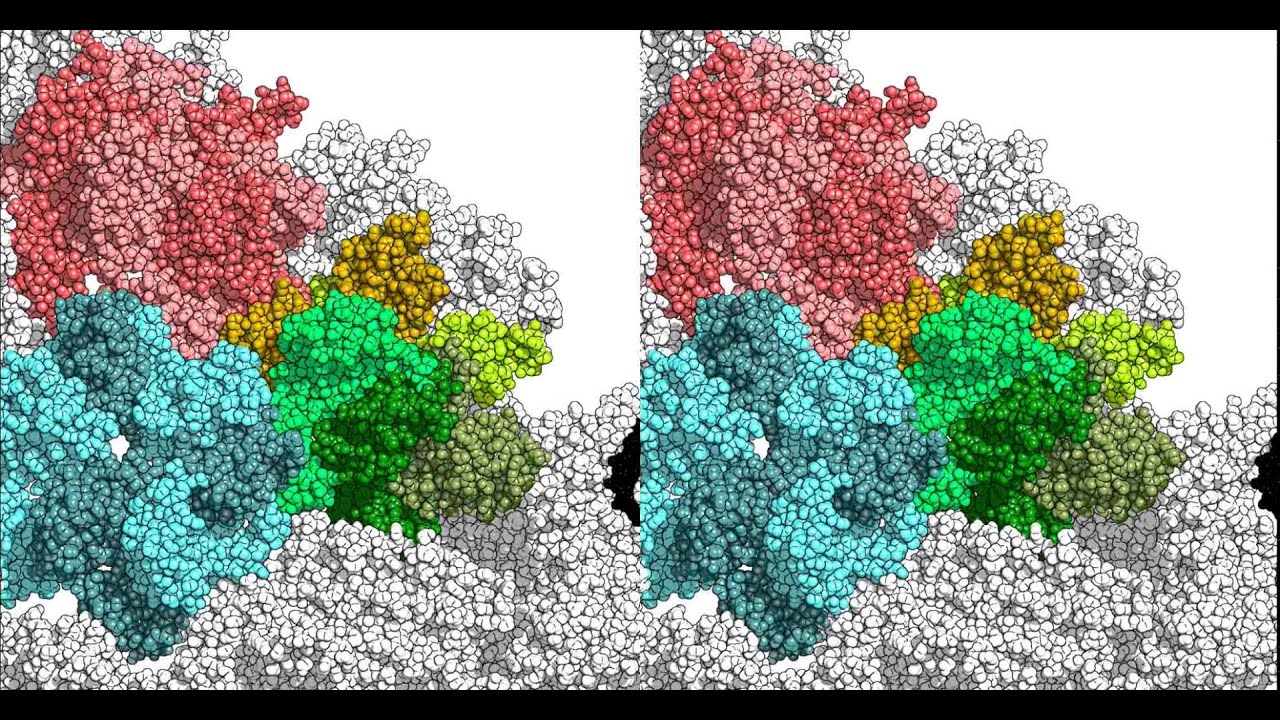 Bioexplore - HIV capsid - Hexamers and Pentamers