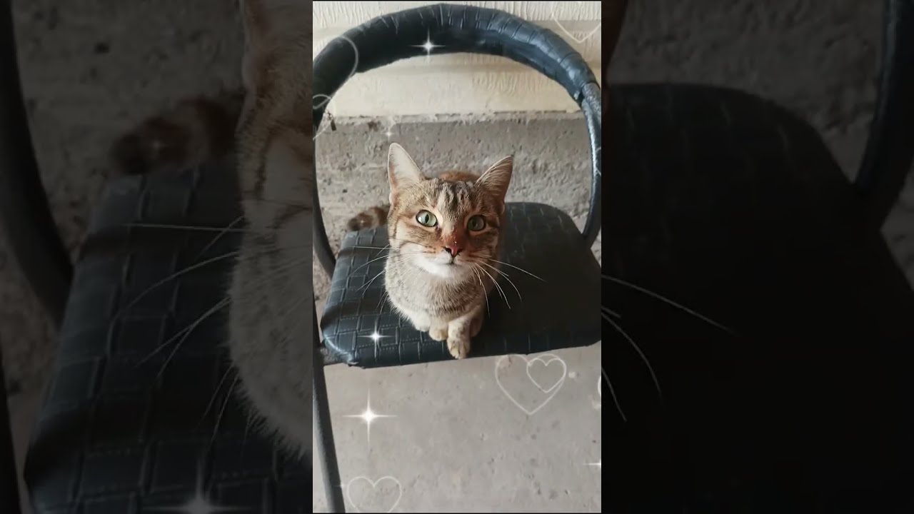 👉 “Real Cats Being Cute for 5 Minutes Straight #cat #catvideo #funnycat 