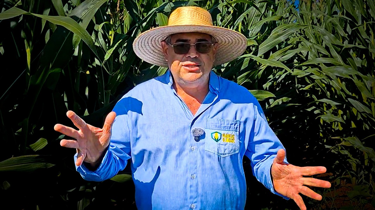 3 ERROS QUE QUEBRAM O PRODUTOR NO MILHO