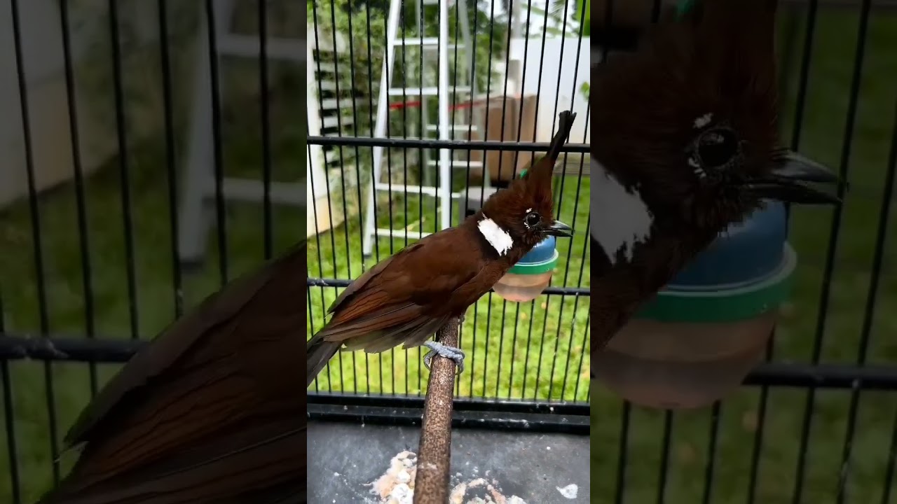 cililin gacor #cililingacor #birds #burungjuara #viralvideo #masteranburung